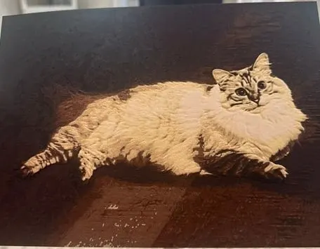 HueForge portrait of a fluffy longhaired cat lying on a wooden floor